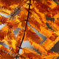 20 DAWN REDWOOD Tree Metasequoia Glyptostroboides Conifer Seeds