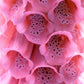 1000 Seeds MIXED FOXGLOVE Digitalis Purpurea Flower Seeds