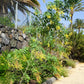 250 TREE TOBACCO Nicotiana Glauca Yellow Trumpet Flower Herb Shrub Seeds