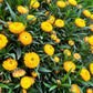 50 YELLOW DOUBLE STRAWFLOWER  Xerochrysum Bracteatum Helichrysum Flower Seeds