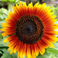 25 INDIAN BLANKET SUNFLOWER Helianthus Annuus Mixed Colors Flower Seeds