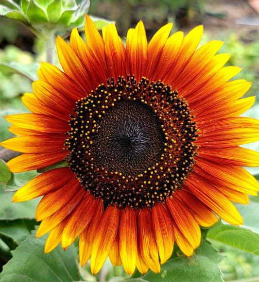 25 INDIAN BLANKET SUNFLOWER Helianthus Annuus Mixed Colors Flower Seeds