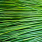 500 CHIVE Allium Schoenoprasum Vegetable Seeds
