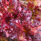 3000 RUBY LEAF LETTUCE Red Loose Leaf Heirloom Lactuca Sativa Vegetable Seeds