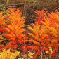 30 FLAMELEAF SUMAC TREE Shining Dwarf Winged Rhus Schmaltzia Copallina Seeds