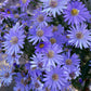 100 HEART LEAVED ASTER Cordifolius Symphyotrichum Blue Wood Aster Flower Seeds