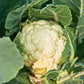 250 SNOWBALL CAULIFLOWER Brassica Oleracea Botrytis Vegetable Seeds