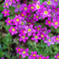 50 PURPLE ROBE SAXIFRAGA Arendsii Moss Rockfoil Evergreen Flower Seeds