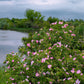 50 Thornless Pink DOG BRIER ROSE Bush Rosa Canina Inermis Victory Garden Fragrant Flower Seeds