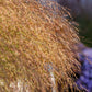 1000 SWITCHGRASS Tall Panic Switch Grass Panicum Virgatum Red Flower Seeds