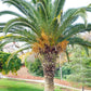 10 CANARY ISLAND Date PALM Phoenix Canariensis Tree Seeds