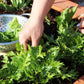 1000 GREEN MIZUNA MUSTARD Japanese Greens Brassica Juncea Herb Vegetable Seeds