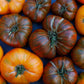 50 CHOCOLATE STRIPES TOMATO Brown with Green Lycopersicon Fruit Vegetable Seeds