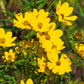 200 Yellow SWAMP MARIGOLD Bidens Aristosa Mutica Flower Seeds