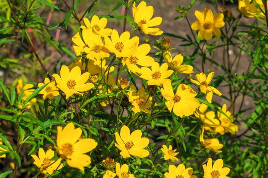 200 Yellow SWAMP MARIGOLD Bidens Aristosa Mutica Flower Seeds