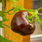 30 CHOCOLATE BEAUTY Bell PEPPER Sweet Brown Capsicum Annuum Vegetable Seeds