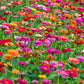 150 DWARF THUMBELINA ZINNIA Elegans Mixed Colors Flower Seeds