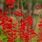 400 SCARLET SAGE (Lady-In-Red Salvia / Blood Sage / Red Texas Sage) Salvia Coccinea Flower Seeds