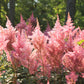 100 PINK MIX ASTILBE (False Spirea / False Goats Beard) Astilbe Chinensis Flower Seeds