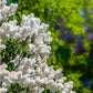 20 WHITE TREE LILAC Hummingbird Flower Fragrant Peking Syringa Pekinensis Seeds