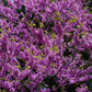 20 Eastern REDBUD TREE Cercis Canadensis Pink Flowering Native Tree Seeds