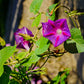 100 GRANDPA OTT MORNING GLORY Ipomoea Purpurea Flower Vine Seeds