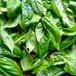 1000 Italian LARGE LEAF BASIL Ocimum Basilicum Herb Flower Seeds