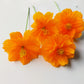 150 ORANGE SULPHUR COSMOS Klondike Sulphureus Seeds