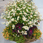 1000 GERMAN CHAMOMILE Matricaria Recutita Chamomilla Herb Flower Seeds