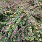 25 CORALBERRY Shrub Flower Pink Indian Currant Symphoricarpos Orbiculatus Seeds