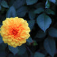 20 Dwarf Mixed Colors REDSKIN DAHLIA Variabilis Red Skin Mix Bicolor Flower Seeds