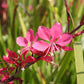 100 Pink GAURA WHIRLING BUTTERFLIES Gaura Biennis Flower Seeds