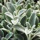 100 Wolly LAMBS EAR Stachys Byzantina Silvery Fuzzy Leaves Purple Flower Seeds