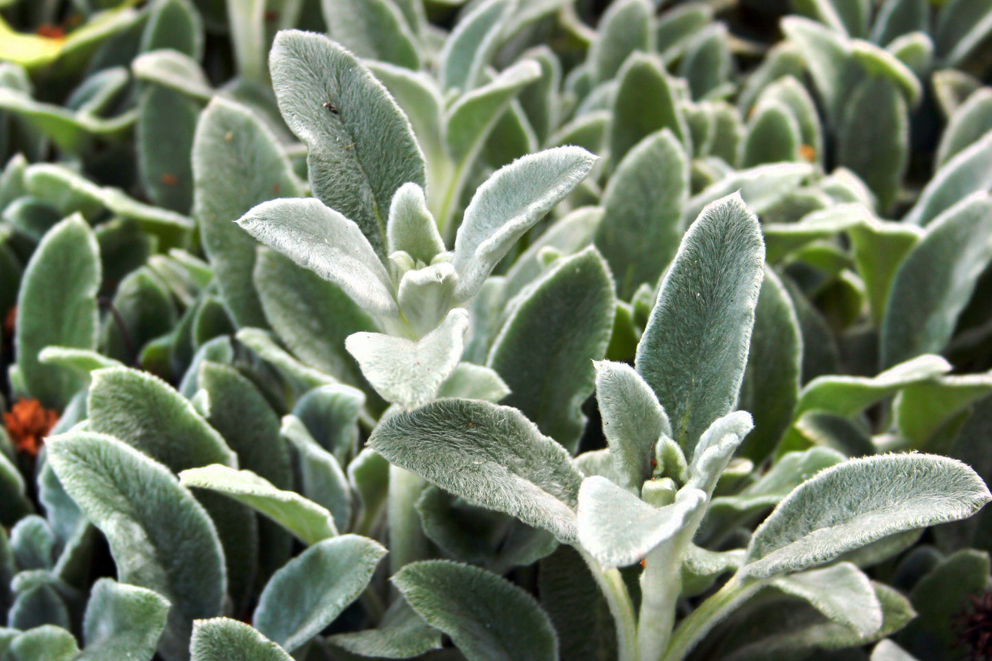 100 Wolly LAMBS EAR Stachys Byzantina Silvery Fuzzy Leaves Purple Flower Seeds