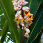 5 KAT GINGER Pink & Yellow Shell Alpinia Katsumadai Hayata Flower Herb Seeds