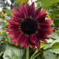 100 Mixed EVENING COLORS SUNFLOWER Helianthus Annuus Orange Red Gold Flower Seeds