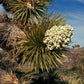 5 JOSHUA TREE Palm Tree Yucca Brevifolia White Flowers Cactus Succulent Seeds
