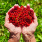 20 Red WAX CURRANT Edible Fruit Berries Pink Flowers Shrub Ribes Cereum Seeds