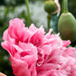 250 Bombast ROSE PEONY POPPY Papaver Peoniflorum Flower Seeds