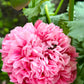 250 Bombast ROSE PEONY POPPY Papaver Peoniflorum Flower Seeds