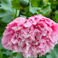 250 Bombast ROSE PEONY POPPY Papaver Peoniflorum Flower Seeds