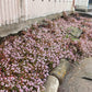 20 PUNCHING BALLS Pink Buttons Persicaria Capitata Polygonum Flower Seeds