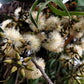 25 RED FOREST GUM Tree Eucalyptus Tereticornis Blue Grey Mountain Flower Seeds