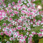 100 LADY In BLACK Calico ASTER Aster Lateriflorus Flower Seeds