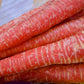 400 ATOMIC RED CARROT Daucus Carota Vegetable Seeds