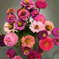 250 ZIN MASTER ZINNIA Mix Elegans Mixed Colors Flower Seeds