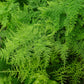 125 ASPARAGUS UC72 Officinallis Mary's Granddaughter Vegetable Seeds