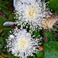 1000 BULK GUAVA Fruit Tree Shrub Psidium Guajava White Flowers Fruit Seeds