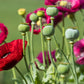1000 PEPPERBOX POPPY MIX Papaver Somniferum Mixed Colors Red Violet Flower Seeds