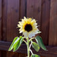 50 VANILLA ICE SUNFLOWER Two Tone Light Yellow Helianthus Annuus Flower Seeds
